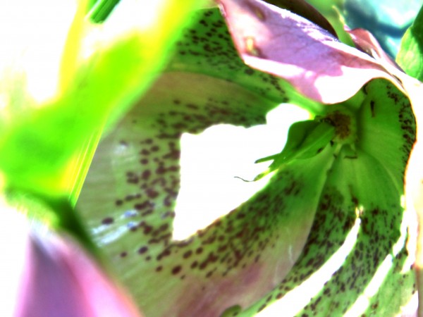 DSCI0739a